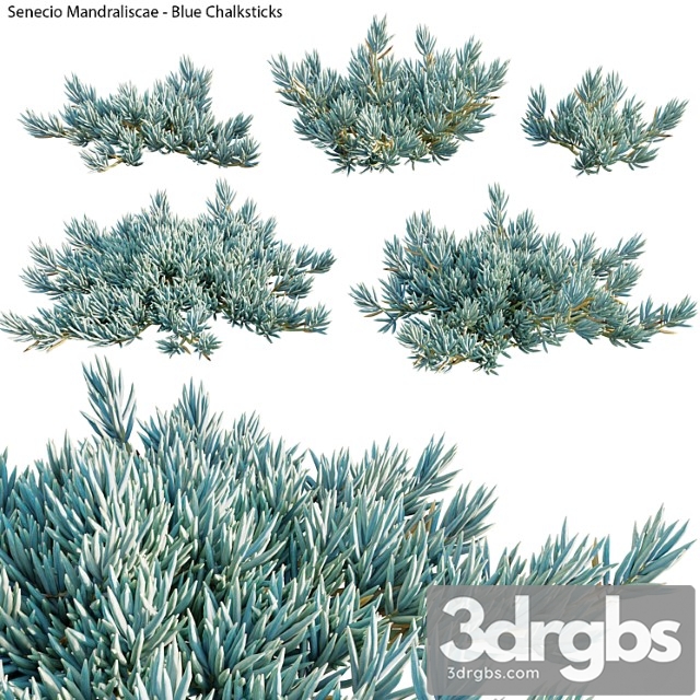 Senecio mandraliscae – blue chalksticks – 01 - thumbnail 1