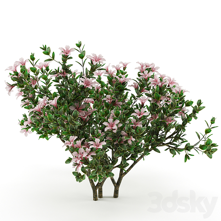 Serissa foetida flora 3DS Max - thumbnail 1