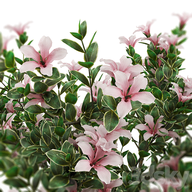 Serissa foetida flora 3DS Max - thumbnail 2