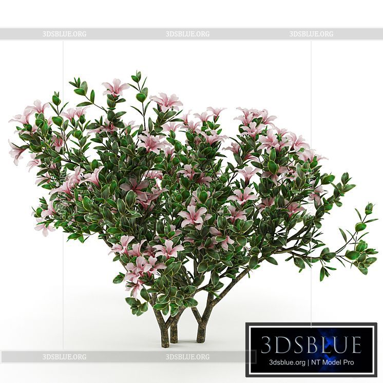 Serissa foetida flora 3DS Max - thumbnail 3