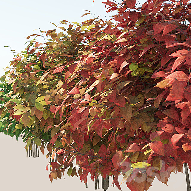 Set autumn bushes 3 3DSMax File - thumbnail 2