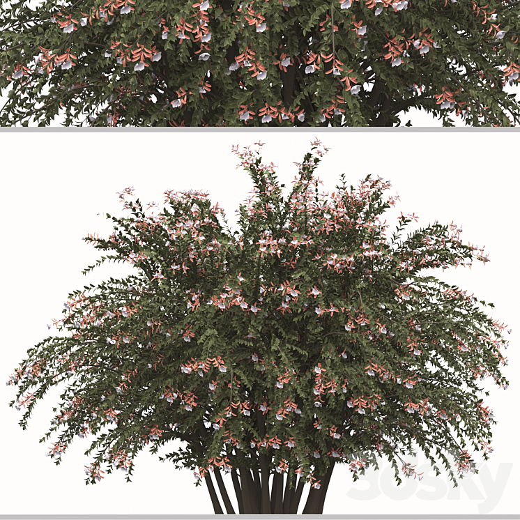 Set of Abelia grandiflora Plants (Pearl Acacia) (3 Shrubs) 3DS Max - thumbnail 2