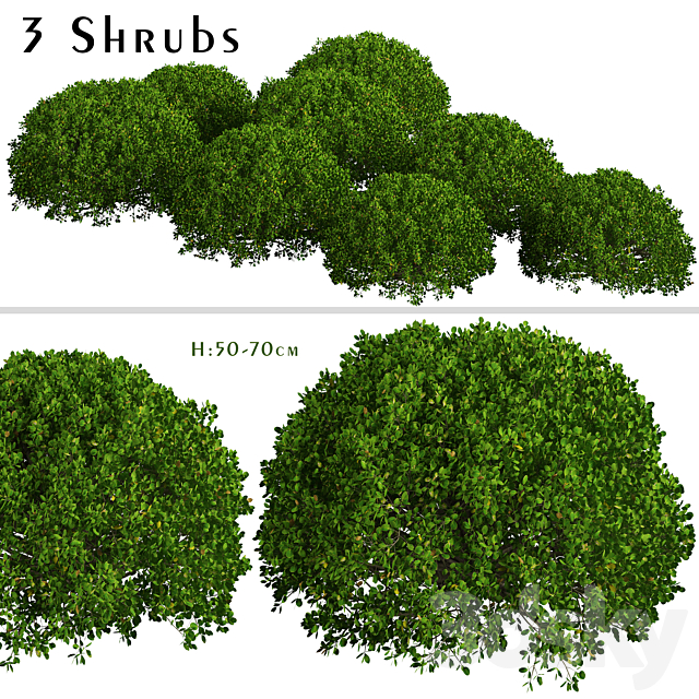 Set of Boxood Shrubs (Buxus) (3 Shrubs) 3ds Max - thumbnail 1