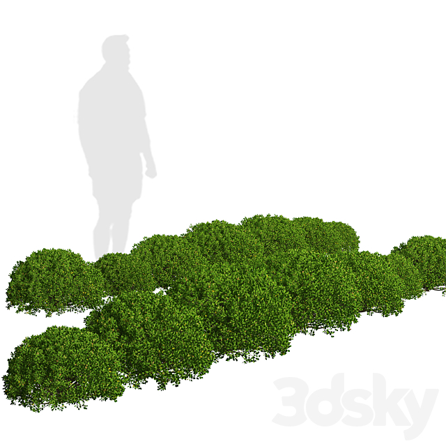 Set of Boxood Shrubs (Buxus) (3 Shrubs) 3ds Max - thumbnail 2