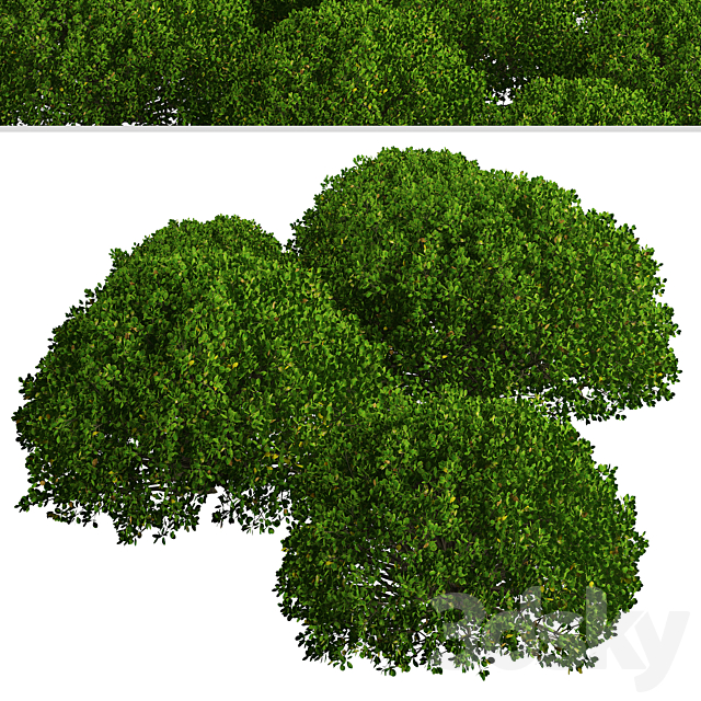 Set of Boxood Shrubs (Buxus) (3 Shrubs) 3ds Max - thumbnail 3