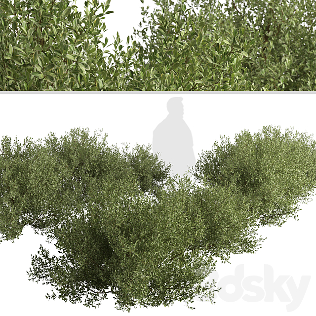 Set of Buxus bodinieri Shrubs (Buxus) (3 Shrubs) 3DSMax File - thumbnail 2