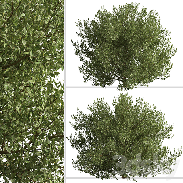 Set of Buxus bodinieri Shrubs (Buxus) (3 Shrubs) 3DSMax File - thumbnail 3