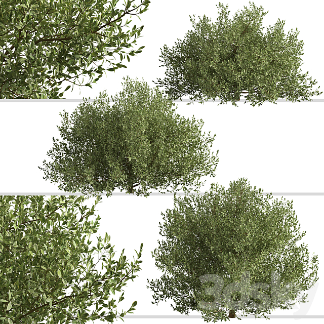 Set of Buxus bodinieri Shrubs (Buxus) (3 Shrubs) 3DSMax File - thumbnail 4