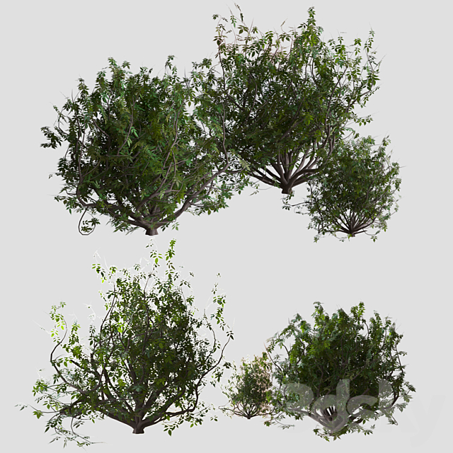 Shrubs 3DSMax File - thumbnail 1