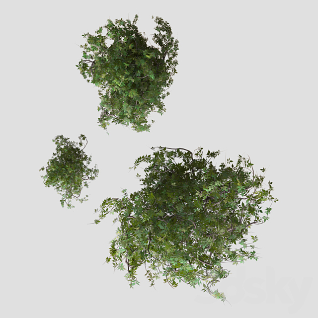 Shrubs 3DSMax File - thumbnail 2