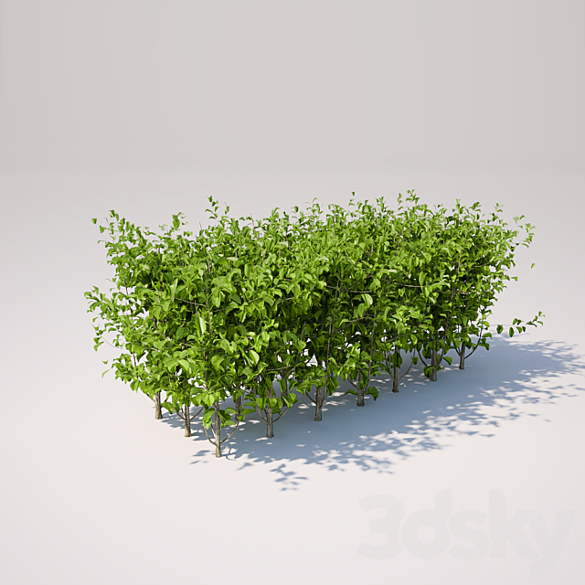 Small square bush 3DS Max Model - thumbnail 2