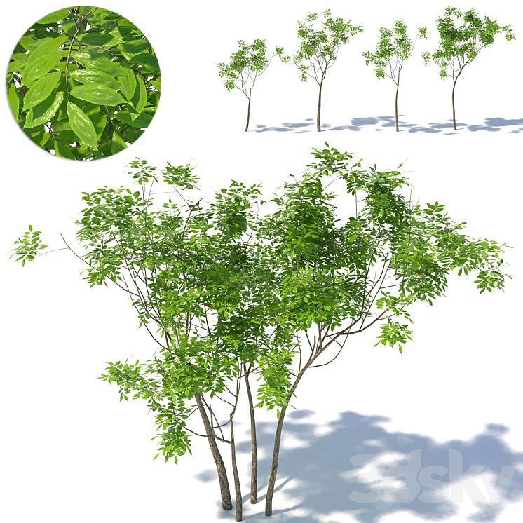 Small tree 01 3DS Max - thumbnail 1