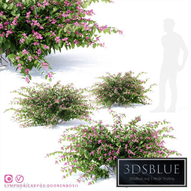 Snowberry Dorenbose bush | Symphoricarpos doorenbosii 3DS Max - thumbnail 3