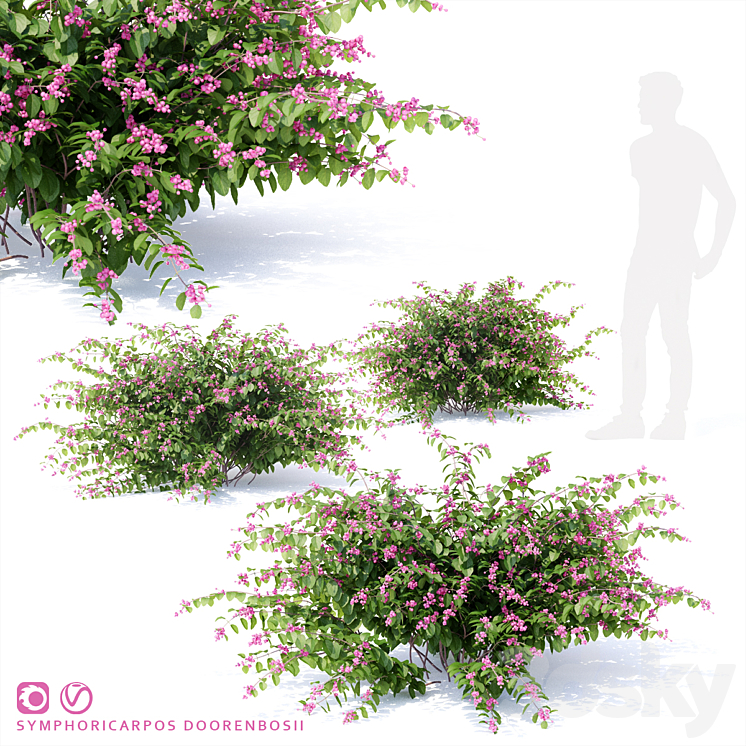 Snowberry Dorenbose bush | Symphoricarpos doorenbosii 3DS Max - thumbnail 1