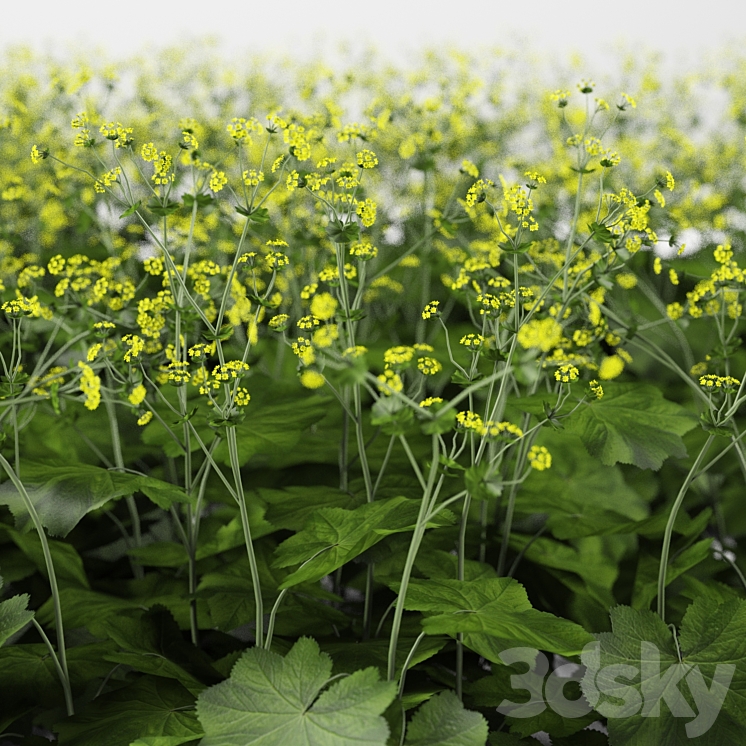 Soft bush cuff | Alchemilla mollis 3DS Max - thumbnail 2