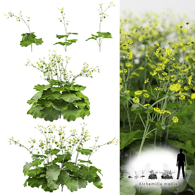 Soft bush cuff | Alchemilla mollis 3DSMax File - thumbnail 1