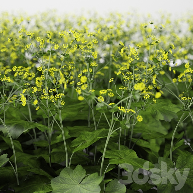 Soft bush cuff | Alchemilla mollis 3DSMax File - thumbnail 2