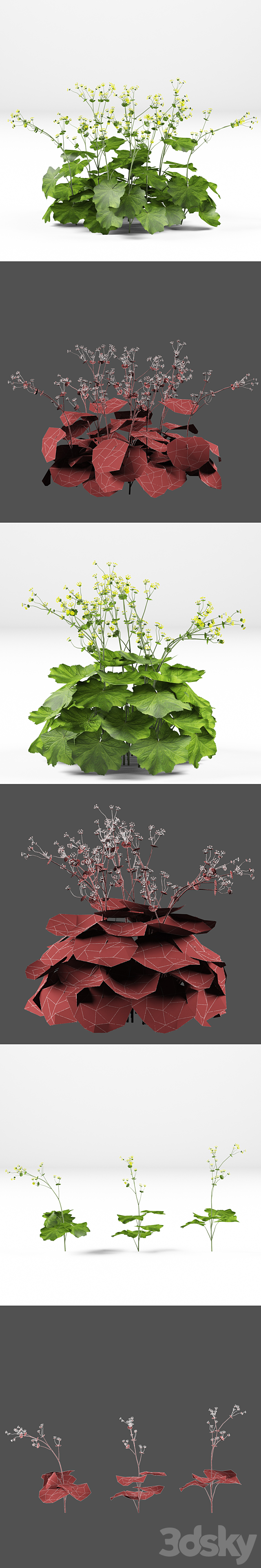 Soft bush cuff | Alchemilla mollis 3DSMax File - thumbnail 3