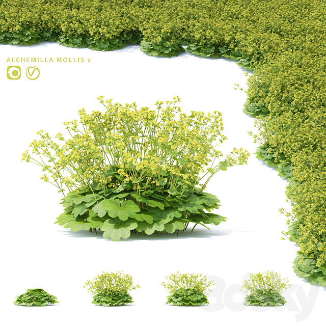 Soft flowers cuff | Alchemilla mollis 2 3ds Max - thumbnail 1