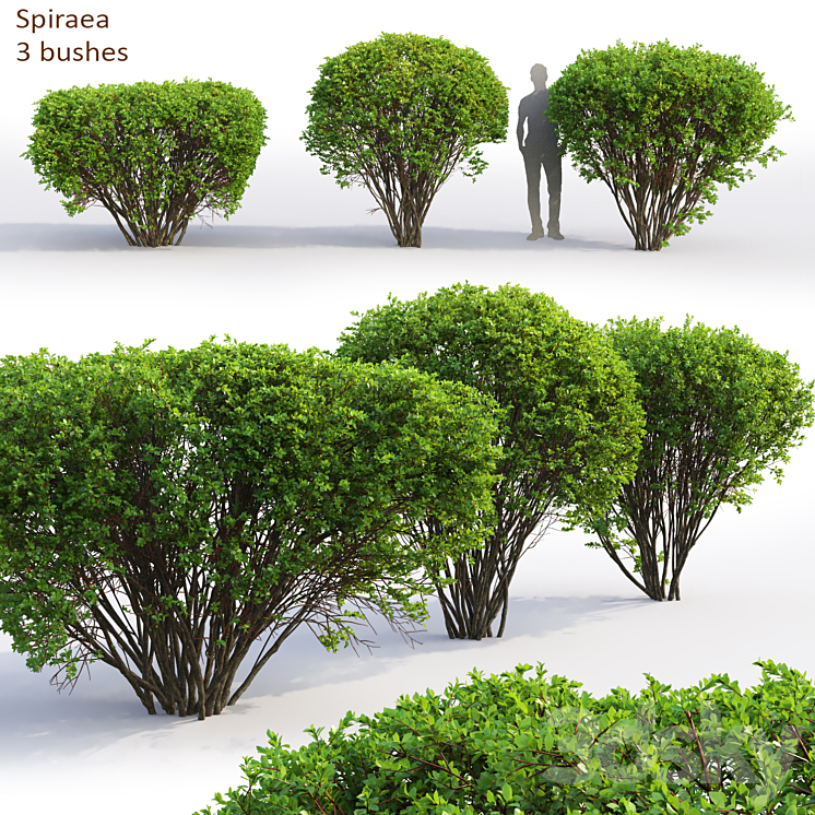 Spiraea 3DS Max - thumbnail 1