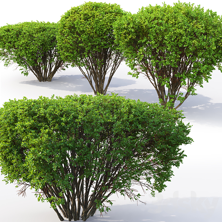 Spiraea 3DS Max - thumbnail 2