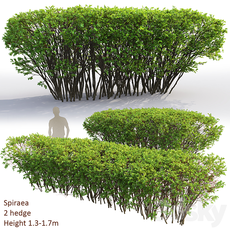 Spiraea 3DS Max - thumbnail 1