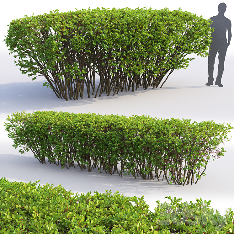 Spiraea 3DS Max - thumbnail 2