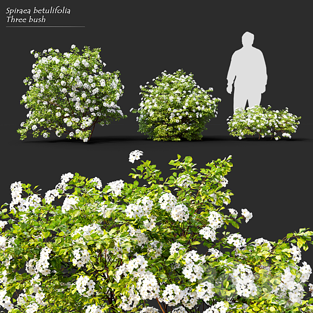 Spiraea betulifolia Tor 3ds Max - thumbnail 1