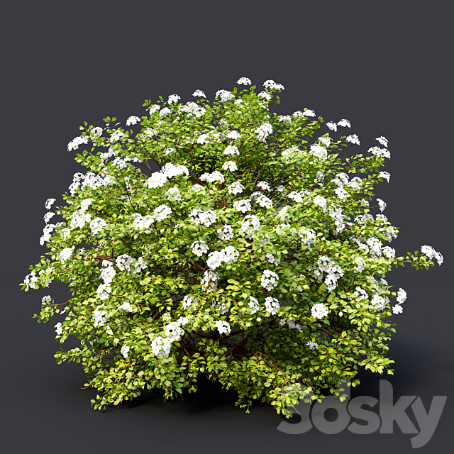 Spiraea betulifolia Tor 3ds Max - thumbnail 3