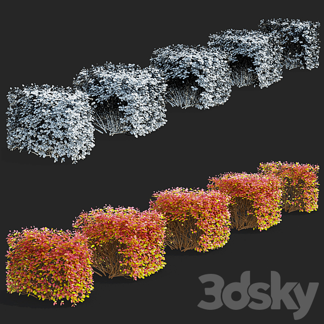 Spiraea birch-leaved hedge | Spiraea betulifolia autumn 3DS Max Model - thumbnail 2