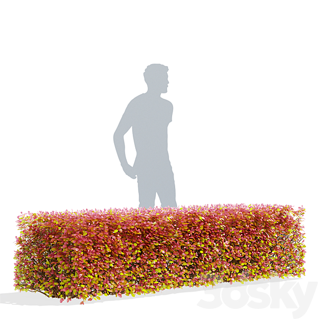 Spiraea birch-leaved hedge | Spiraea betulifolia autumn 3DS Max Model - thumbnail 3