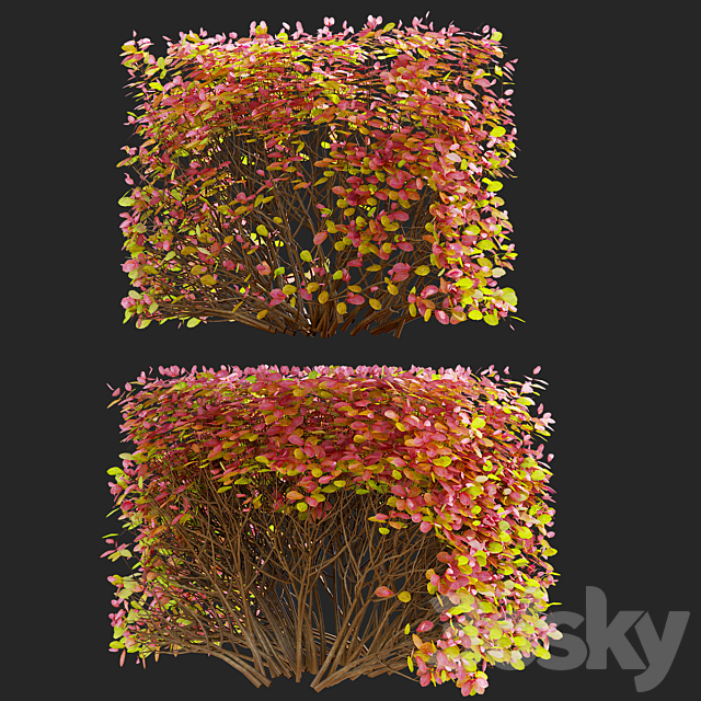 Spiraea birch-leaved hedge | Spiraea betulifolia autumn 3DS Max Model - thumbnail 5