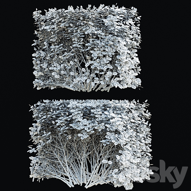 Spiraea birch-leaved hedge | Spiraea betulifolia autumn 3DS Max Model - thumbnail 6