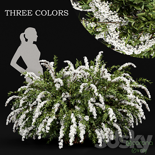 Spiraea cinerea 3 Material Grefsheim flowering shrub 3ds Max - thumbnail 1