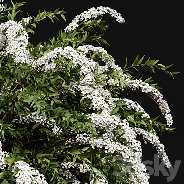 Spiraea cinerea 3 Material Grefsheim flowering shrub 3ds Max - thumbnail 2