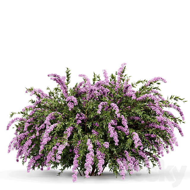 Spiraea cinerea 3 Material Grefsheim flowering shrub 3ds Max - thumbnail 3