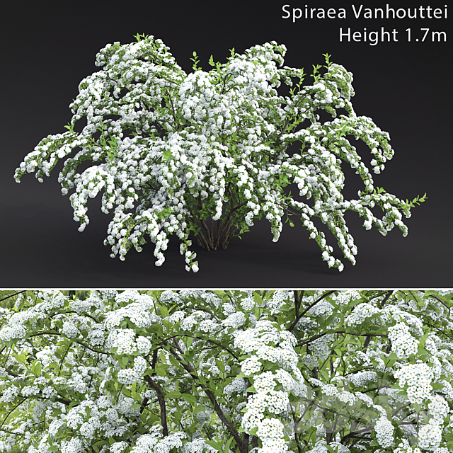 Spiraea Vanhouttei 3DS Max Model - thumbnail 1