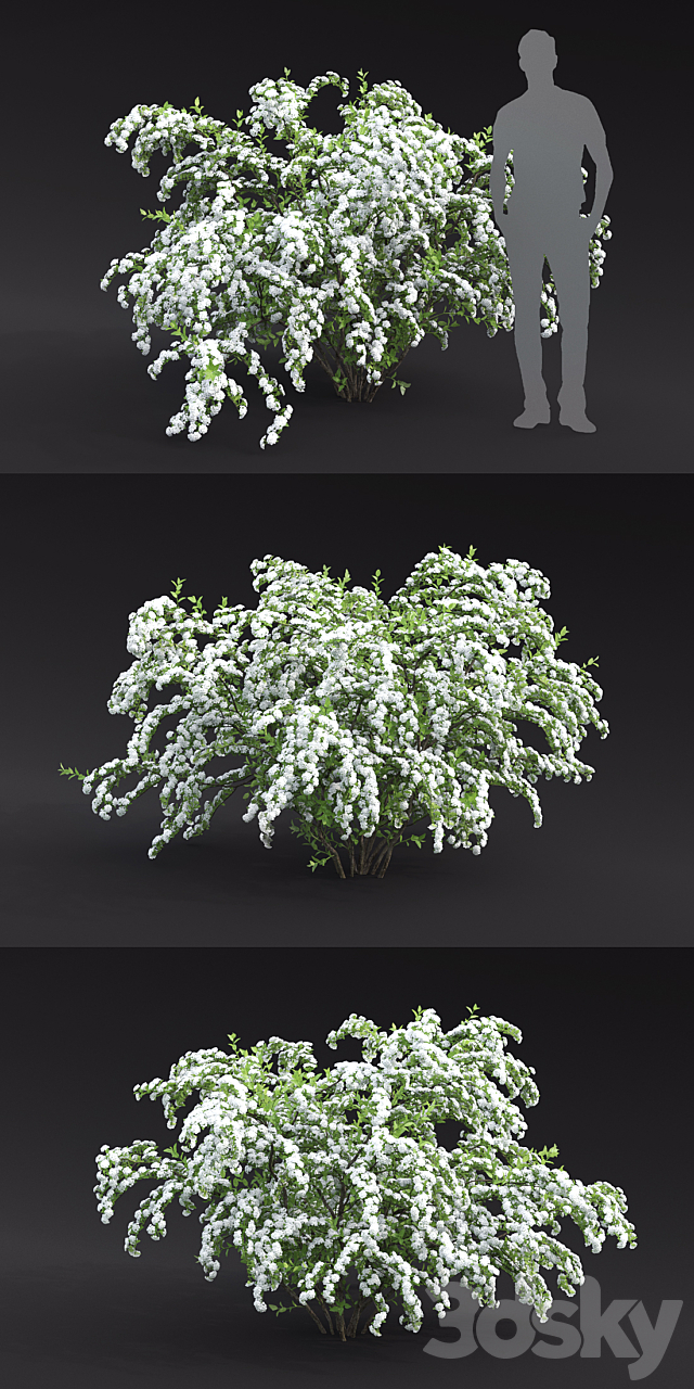 Spiraea Vanhouttei 3DS Max Model - thumbnail 2