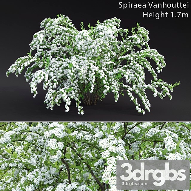 Spiraea vanhouttei - thumbnail 1