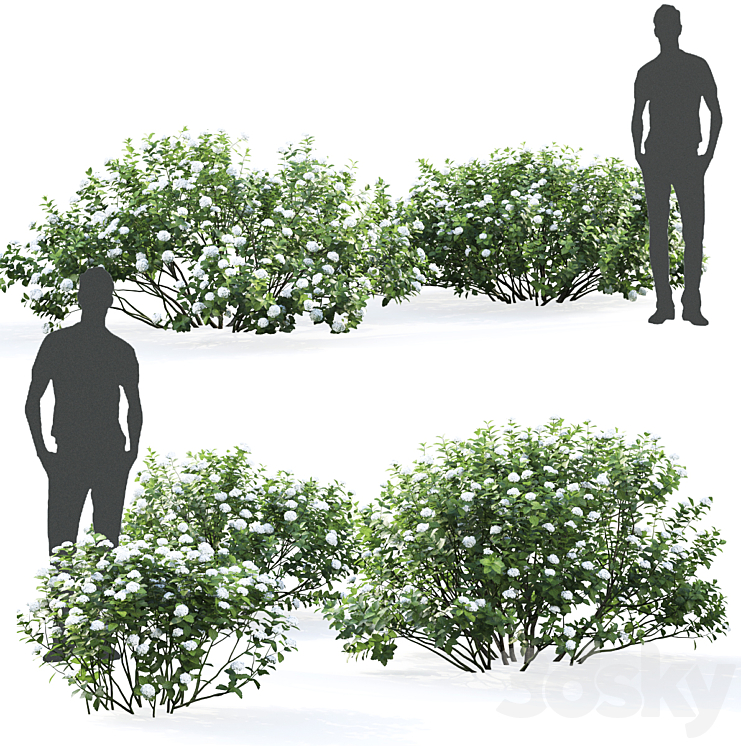 Spirea betulifolia 3DS Max - thumbnail 2