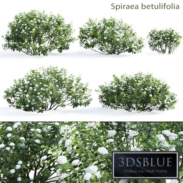 Spirea betulifolia 3DS Max - thumbnail 3