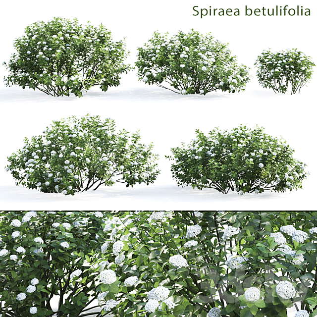 Spirea betulifolia 3DSMax File - thumbnail 1