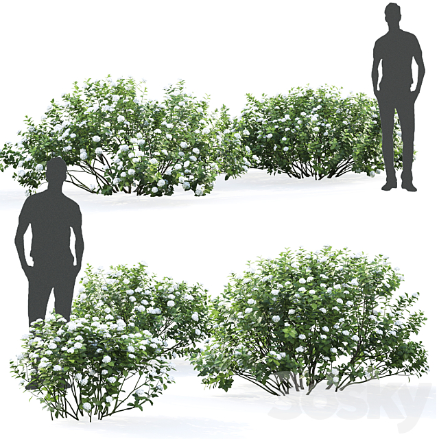 Spirea betulifolia 3DSMax File - thumbnail 2