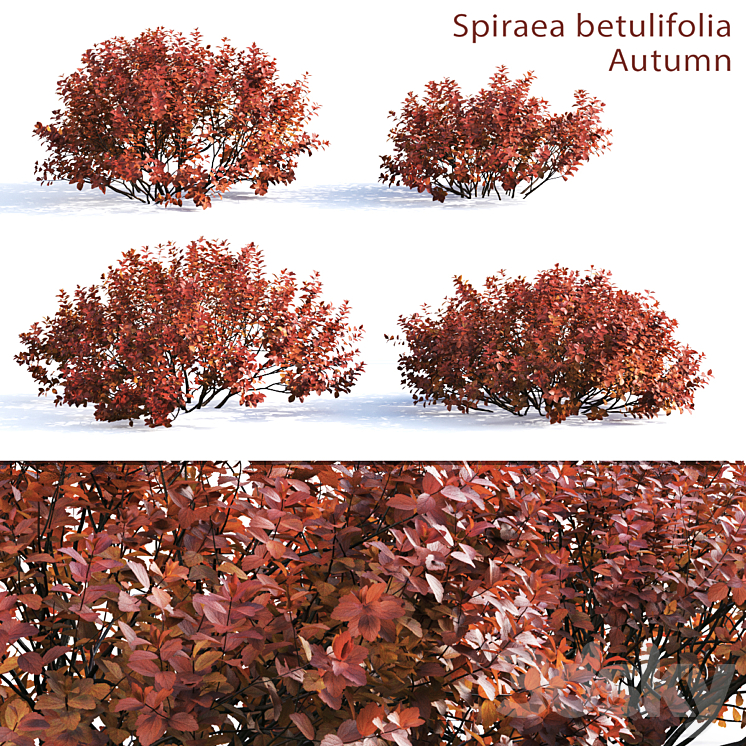 Spirea betulifolia (Autumn) 3DS Max - thumbnail 1