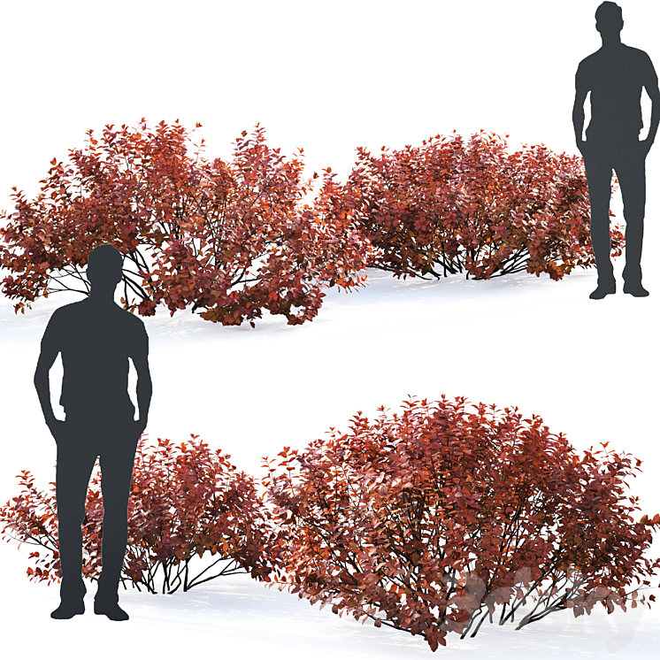 Spirea betulifolia (Autumn) 3DS Max - thumbnail 2