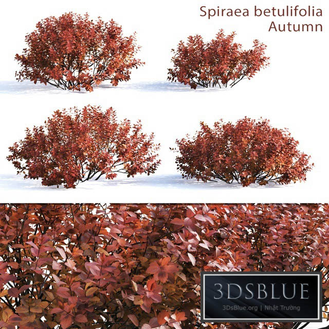 Spirea betulifolia (Autumn) 3DS Max - thumbnail 3