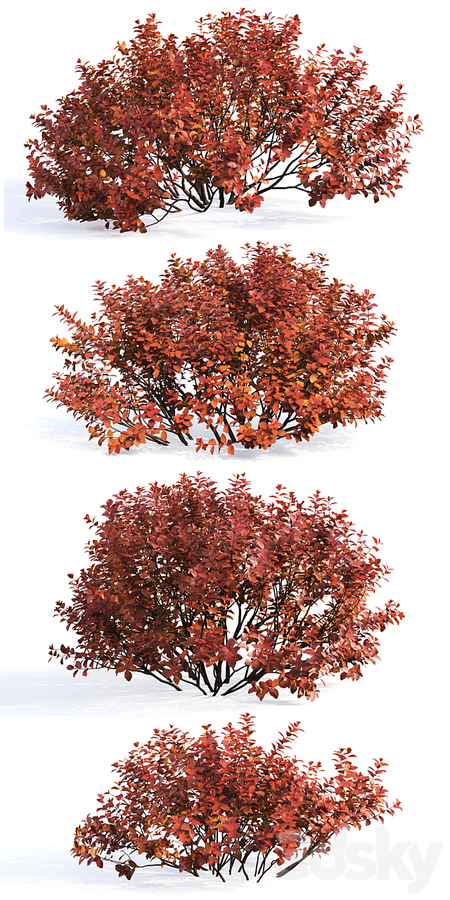 Spirea betulifolia (Autumn) 3DSMax File - thumbnail 3