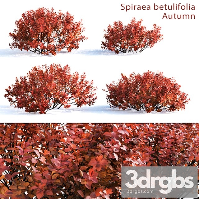 Spirea betulifolia (autumn) - thumbnail 1