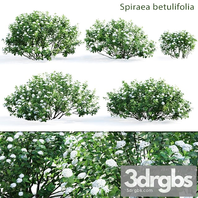 Spirea betulifolia - thumbnail 1