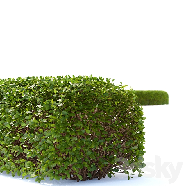 Spirea birch-leaved Hedge | Spiraea betulifolia # 2 3DS Max Model - thumbnail 3